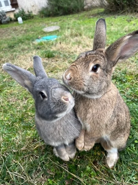 Jeanne et Moutarde, les deux lapines de GRAMMA