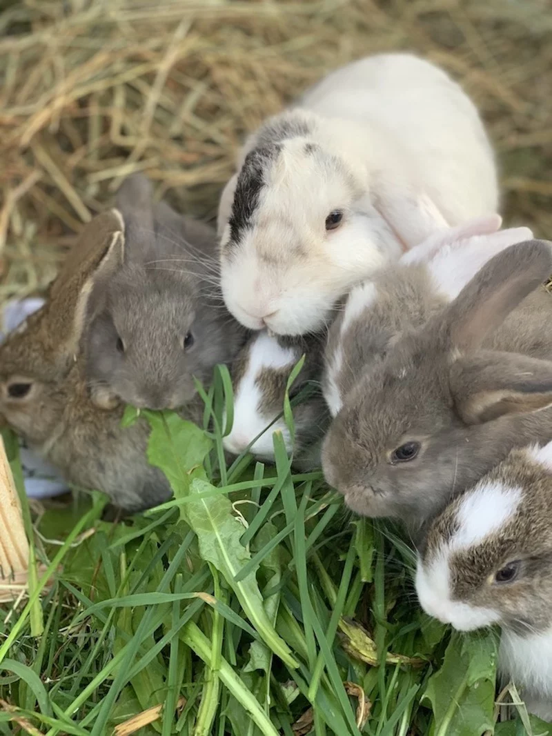 Lapins et cochons d'Inde dans l'herbe