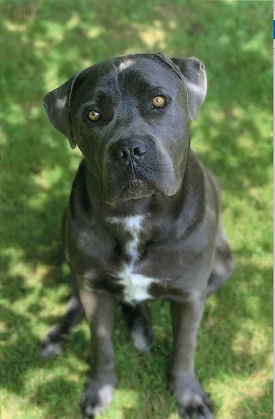 Occhino, cane corso de GRAMMA