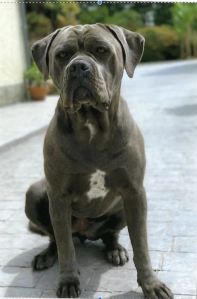 Odaïa, cane corso de GRAMMA
