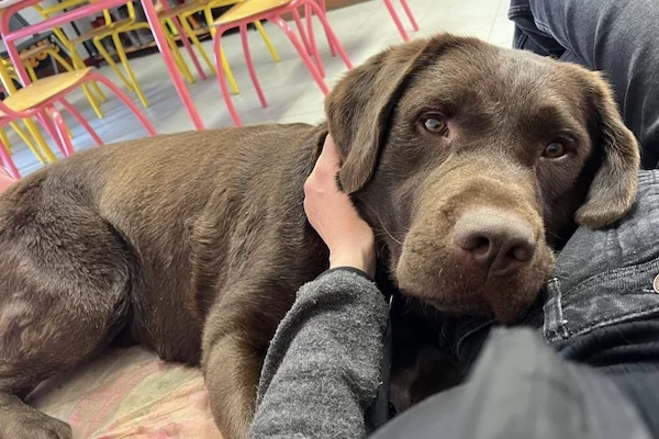 Olsky, labrador chocolat