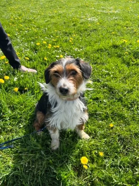 Pipo, chien de GRAMMA, dans l'herbe