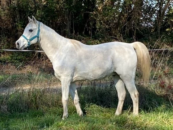 Saïd al doha, pur-sang arabe gris