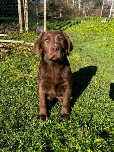 Guimli, labrador chocolat