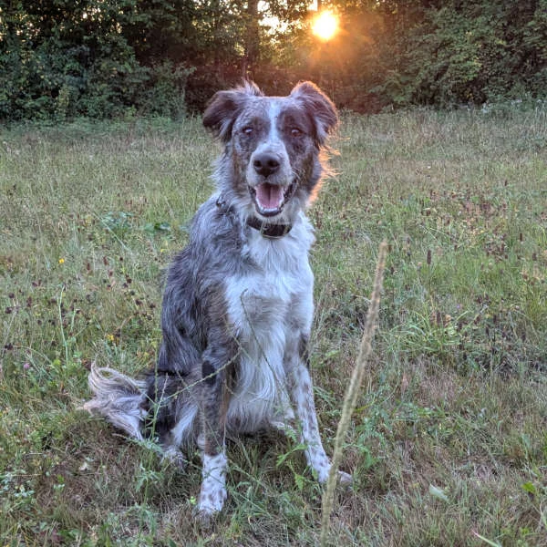Una, border collie croisée épagneul breton